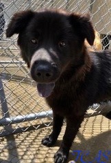 Chow Chow Dogs for adoption in Morehead, KY, USA