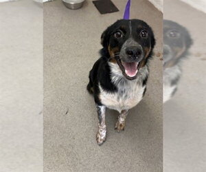Australian Shepherd-Catahoula Leopard Dog Mix Dogs for adoption in San Bernardino, CA, USA