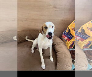 English Foxhound-Unknown Mix Dogs for adoption in Tracy City, TN, USA