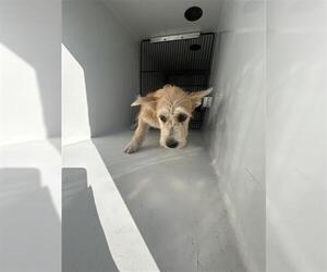 Mutt Dogs for adoption in Houston, TX, USA