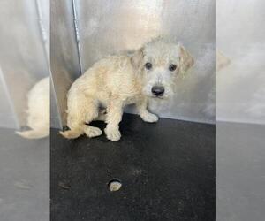 Mutt Dogs for adoption in Moreno Valley, CA, USA