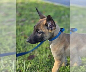 Mutt Dogs for adoption in Imlay City, MI, USA