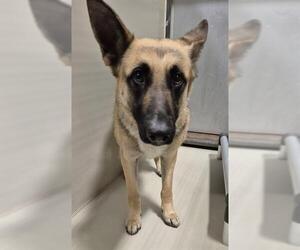 German Shepherd Dog Dogs for adoption in Bakersfield, CA, USA