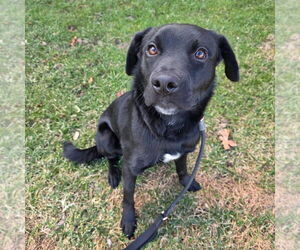 Labrador Retriever Dogs for adoption in Newfield, NJ, USA