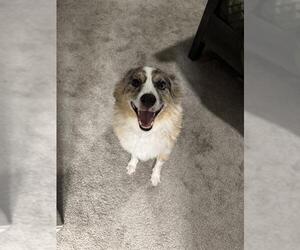 Australian Shepherd-Unknown Mix Dogs for adoption in San Antonio, TX, USA