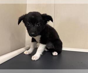 Chihuahua Dogs for adoption in Redwood City, CA, USA