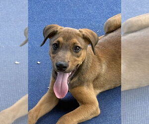 German Shepherd Dog-Unknown Mix Dogs for adoption in Bolivar, MO, USA