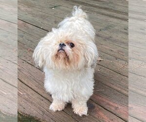 Shih Tzu Dogs for adoption in Rock Hill, SC, USA