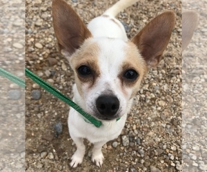 Chihuahua Dogs for adoption in Wakefield, RI, USA