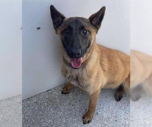 Mutt Dogs for adoption in Lodi, CA, USA