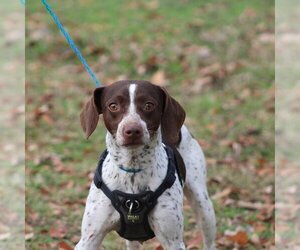 German Shorthaired Pointer Dogs for adoption in Bentonville, AR, USA
