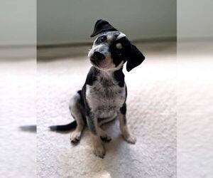 Dachshund-Unknown Mix Dogs for adoption in Wakefield, RI, USA