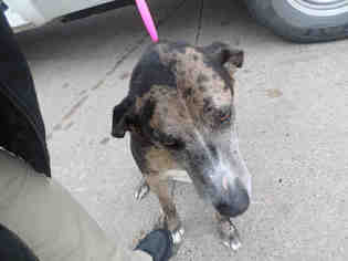 Catahoula Leopard Dog Dogs for adoption in Pearland, TX, USA