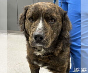 Mutt Dogs for adoption in Washington, DC, USA