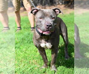 Mutt Dogs for adoption in Glen Allen, VA, USA