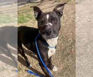 Mutt Dogs for adoption in Tulsa, OK, USA