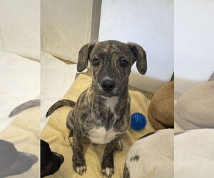 Mutt Dogs for adoption in Bolivar, MO, USA