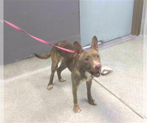 Carolina Dog-Feist Terrier Mix Dogs for adoption in Tallahassee, FL, USA