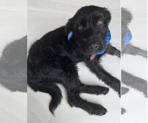German Wirehaired Pointer-Unknown Mix Dogs for adoption in Newport Beach, CA, USA
