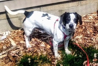 Doxle Dogs for adoption in Livonia, MI, USA