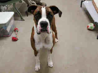 Boxer Dogs for adoption in Brighton, CO, USA