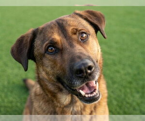 Mutt Dogs for adoption in Fort Collins, CO, USA