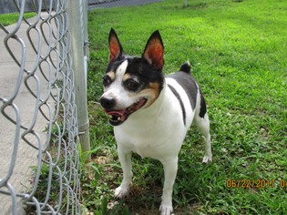 Rat Terrier-Unknown Mix Dogs for adoption in Ashland, VA, USA