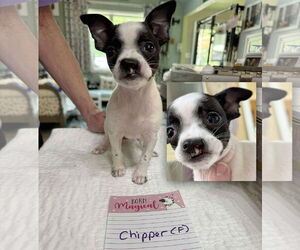 Chihuahua-Unknown Mix Dogs for adoption in Benton, LA, USA
