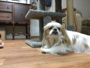 Pekingese Dogs for adoption in Tallahassee, FL, USA