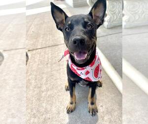 German Shepherd Dog-Unknown Mix Dogs for adoption in Tulsa, OK, USA