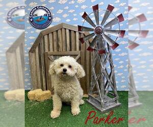 Poochon Dogs for adoption in Arcadia, FL, USA