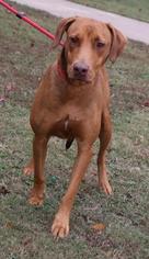 Vizsla Dogs for adoption in Little Rock, AR, USA