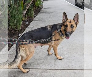 Medium Photo #1 German Shepherd Dog-Unknown Mix Puppy For Sale in Los Angeles, CA, USA