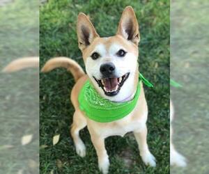 Shiba Inu Dogs for adoption in Henderson, NV, USA