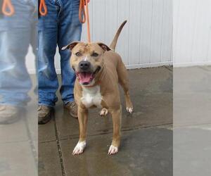 American Bulldog-Unknown Mix Dogs for adoption in Louisville, KY, USA