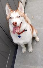 Alaskan Husky Dogs for adoption in Oakland Park, FL, USA