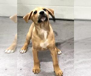 Bulloxer Dogs for adoption in Mechanicsburg, PA, USA