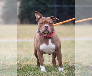 Medium Photo #1 American Pit Bull Terrier Puppy For Sale in Derwood, MD, USA