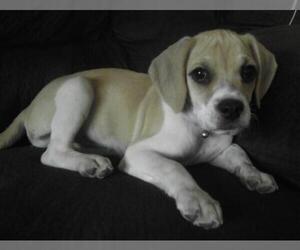 Beagle-Unknown Mix Dogs for adoption in Colorado Springs, CO, USA