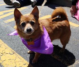 Pomeranian-Unknown Mix Dogs for adoption in Pawtucket, RI, USA