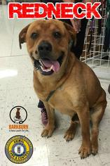 Mastador Dogs for adoption in Nicholasville, KY, USA