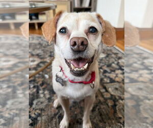 Chihuahua-Unknown Mix Dogs for adoption in Boston, MA, USA