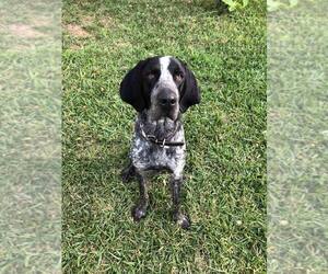 Bluetick Coonhound Dogs for adoption in Sanderson, FL, USA