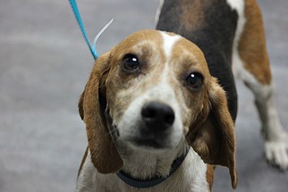 Medium Photo #1 Beagle Puppy For Sale in Newfoundland, PA, USA