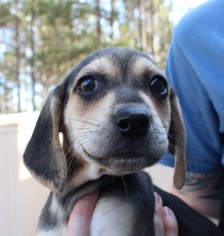 Bagle Hound Dogs for adoption in Canton, CT, USA