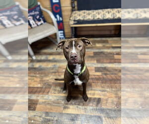 American Pit Bull Terrier Dogs for adoption in Benton, PA, USA