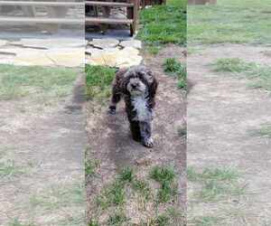 Poodle (Miniature) Dogs for adoption in Lee's Summit, MO, USA