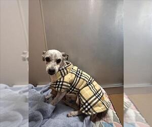 Mutt Dogs for adoption in Martinez, CA, USA