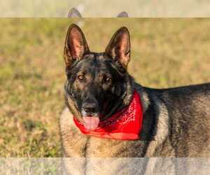 German Shepherd Dog Dogs for adoption in Dalzell, SC, USA