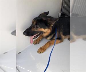 German Shepherd Dog Dogs for adoption in Houston, TX, USA